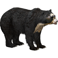 Раскраски Очковый медведь