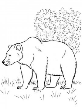 Раскраска Бурый Медведь 1 - Бесплатно распечатать