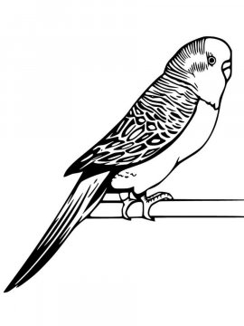 Раскраска Волнистый попугай 10 - Бесплатно распечатать