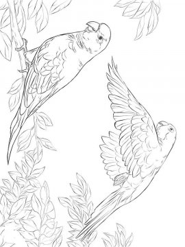 Раскраска Волнистый попугай 18 - Бесплатно распечатать