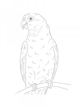Раскраска Волнистый попугай 21 - Бесплатно распечатать
