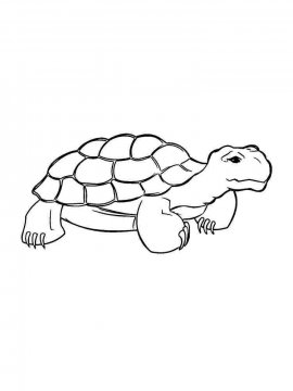 Раскраска Черепаха 16 - Бесплатно распечатать