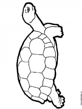 Раскраска Черепаха 40 - Бесплатно распечатать