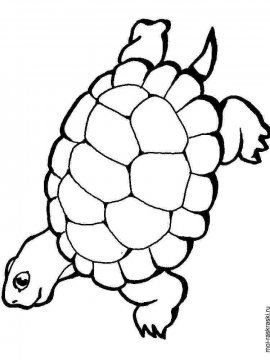 Раскраска Черепаха 25 - Бесплатно распечатать