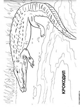 Раскраска Крокодил 12 - Бесплатно распечатать