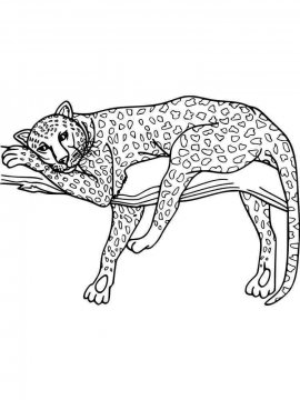 Раскраска Леопард 13 - Бесплатно распечатать