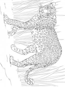 Раскраска Леопард 1 - Бесплатно распечатать
