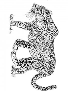 Раскраска Леопард 12 - Бесплатно распечатать