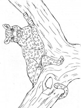 Раскраска Леопард 6 - Бесплатно распечатать