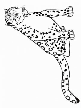 Раскраска Леопард 8 - Бесплатно распечатать