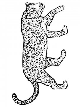Раскраска Леопард 9 - Бесплатно распечатать