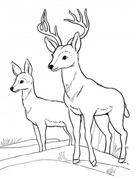 Раскраска Лесные животные 4 - Бесплатно распечатать