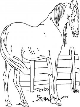 Раскраска Лошадь 17 - Бесплатно распечатать