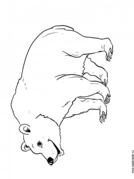 Раскраска Медведь 1 - Бесплатно распечатать