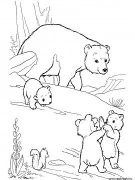 Раскраска Медведь 6 - Бесплатно распечатать
