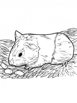 Раскраска Морская Свинка 16 - Бесплатно распечатать