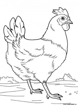 Раскраска Курица 15 - Бесплатно распечатать