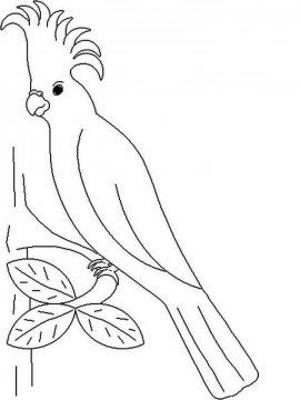 Раскраска Попугай 2 - Бесплатно распечатать