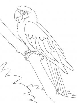 Раскраска Попугай Ара 13 - Бесплатно распечатать