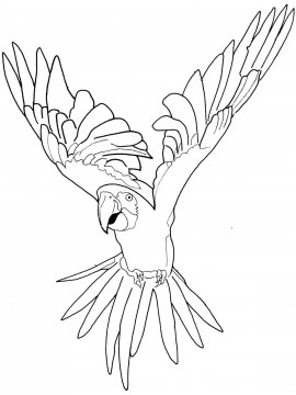 Раскраска Попугай Ара 15 - Бесплатно распечатать