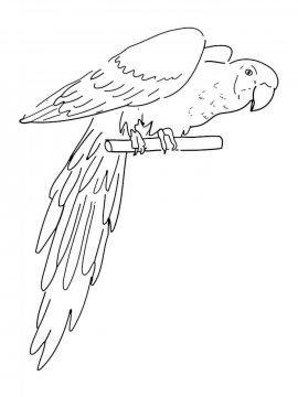 Раскраска Попугай Ара 16 - Бесплатно распечатать