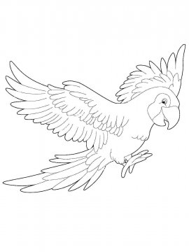 Раскраска Попугай Ара 17 - Бесплатно распечатать
