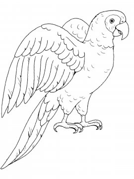 Раскраска Попугай Ара 21 - Бесплатно распечатать