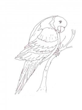 Раскраска Попугай Ара 3 - Бесплатно распечатать