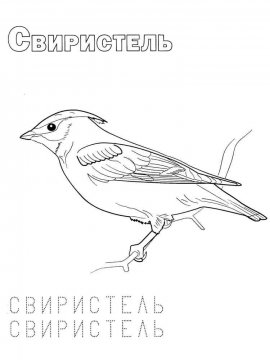 Раскраска Зимующие птицы 12 - Бесплатно распечатать
