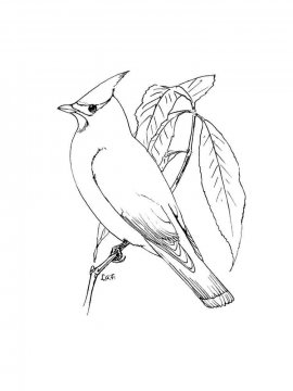Раскраска Зимующие птицы 14 - Бесплатно распечатать