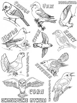 Раскраска Зимующие птицы 18 - Бесплатно распечатать