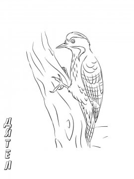 Раскраска Зимующие птицы 19 - Бесплатно распечатать