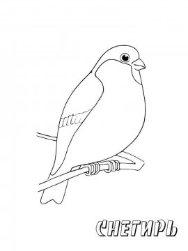 Раскраска Зимующие птицы 20 - Бесплатно распечатать