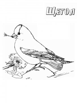 Раскраска Зимующие птицы 24 - Бесплатно распечатать