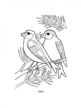 Раскраска Зимующие птицы 4 - Бесплатно распечатать