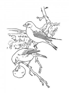 Раскраска Зимующие птицы 8 - Бесплатно распечатать