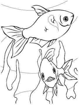 Раскраска Аквариумная рыбка 5 - Бесплатно распечатать