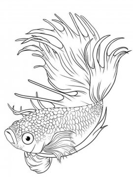 Раскраска Бойцовская рыба 2 - Бесплатно распечатать