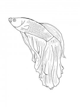 Раскраска Бойцовская рыба 4 - Бесплатно распечатать