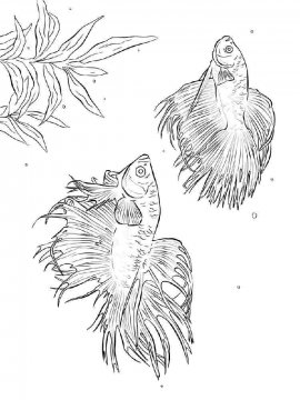 Раскраска Бойцовская рыба 9 - Бесплатно распечатать