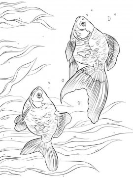 Раскраска Золотая рыбка 13 - Бесплатно распечатать