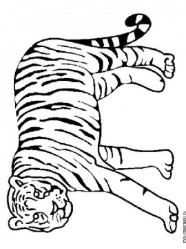 Раскраска Тигр 10 - Бесплатно распечатать
