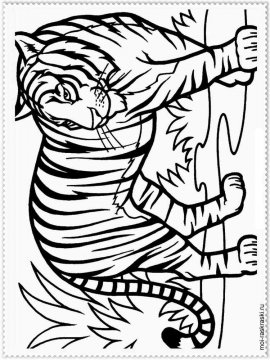 Раскраска Тигр 11 - Бесплатно распечатать