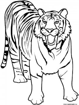Раскраска Тигр 3 - Бесплатно распечатать