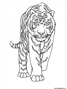 Раскраска Тигр 8 - Бесплатно распечатать