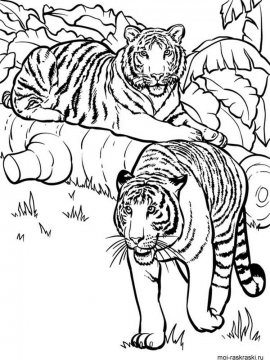 Раскраска Тигр 9 - Бесплатно распечатать