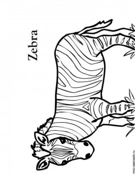 Раскраска Зебра 12 - Бесплатно распечатать
