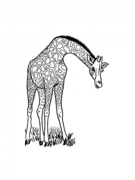 Раскраска Жираф 12 - Бесплатно распечатать