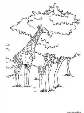 Раскраска Жираф 38 - Бесплатно распечатать