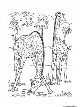 Раскраска Жираф 42 - Бесплатно распечатать
